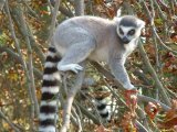 Lemur