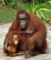 Orangutan