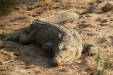 Krokodýl nilský