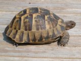Želva žlutohnědá