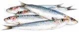 Sardinka