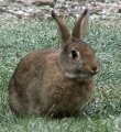 Králík divoký