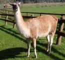 Lama