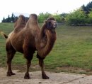 Velbloud dvouhrbý