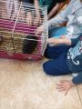 Štěňátka, králíci, kuřátka, selátka
