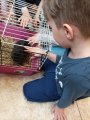 Štěňátka, králíci, kuřátka, selátka