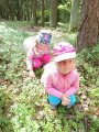 Stezka Lesní zvířata - Hvězdičky