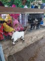 Výlet ZOO Hrádeček u Třeboně