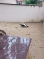 Výlet ZOO Hrádeček u Třeboně