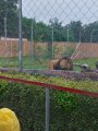 Výlet ZOO Hrádeček u Třeboně