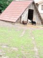 Výlet ZOO Hrádeček u Třeboně
