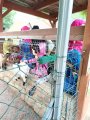 Výlet ZOO Hrádeček u Třeboně