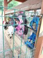 Výlet ZOO Hrádeček u Třeboně