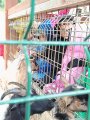 Výlet ZOO Hrádeček u Třeboně
