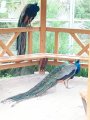 Výlet ZOO Hrádeček u Třeboně