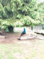 Výlet ZOO Hrádeček u Třeboně