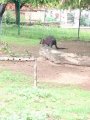 Výlet ZOO Hrádeček u Třeboně