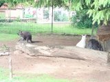 Výlet ZOO Hrádeček u Třeboně